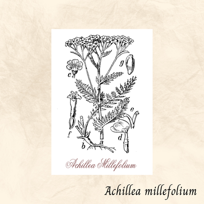 Achillée millefeuille (Achillea millefolium) séchée en vrac