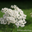 Achillée millefeuille (Achillea millefolium) séchée en vrac