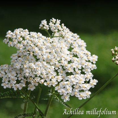 Achillée millefeuille (Achillea millefolium) séchée en vrac