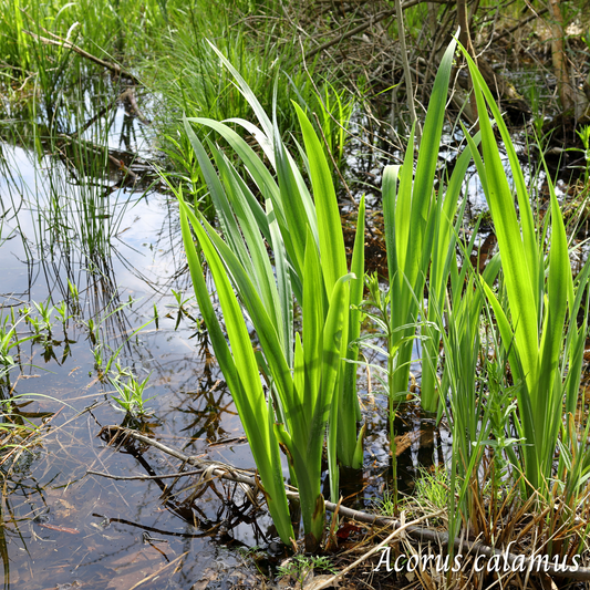 Acore (Acorus calamus) séchée en vrac