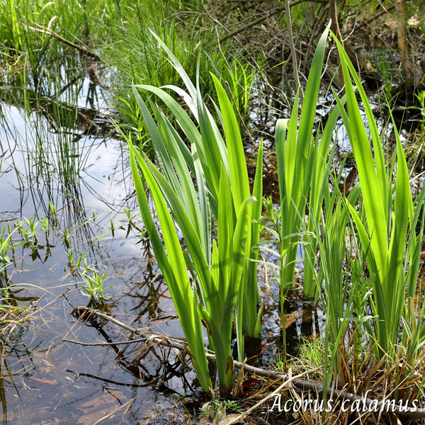 Acore (Acorus calamus) séchée en vrac