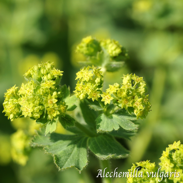 Alchémille (Alchemilla vulgaris) séchée en vrac
