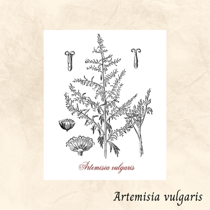 Armoise (Artemisia vulgaris) séchée en vrac