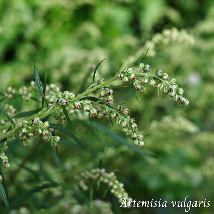 Armoise (Artemisia vulgaris) séchée en vrac
