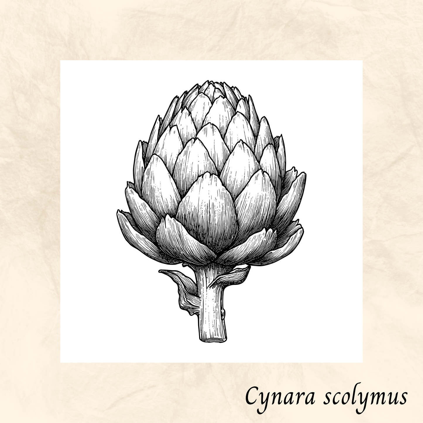 Artichaut (Cynara scolymus) séchée en vrac