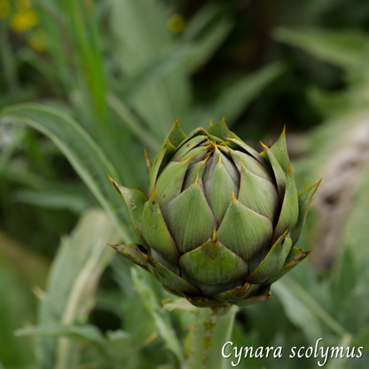 Artichaut (Cynara scolymus) séchée en vrac