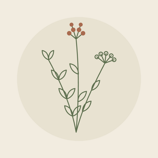 Illustration de plantes — atelier La rentrée au naturel