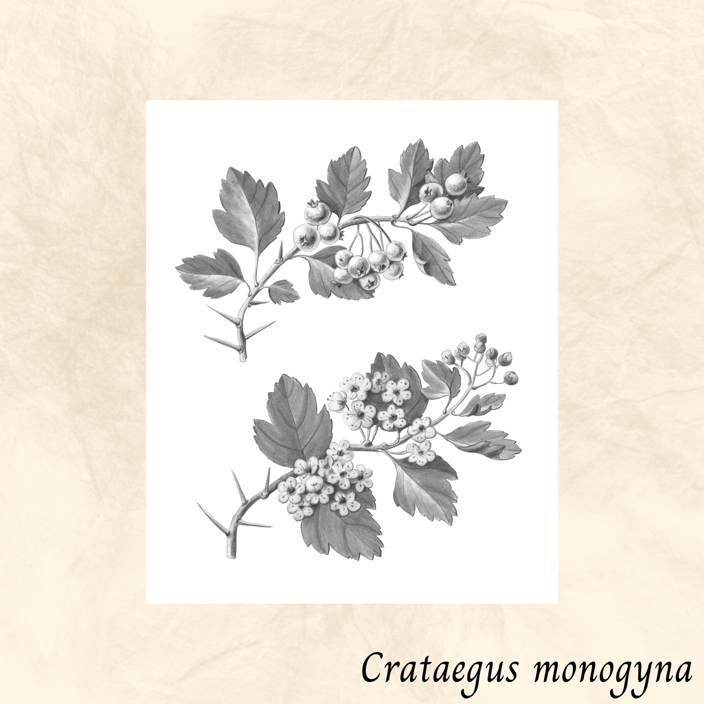 Aubépine (Crataegus monogyna) séchée en vrac
