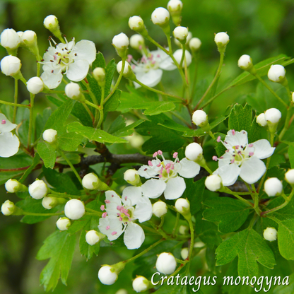 Aubépine (Crataegus monogyna) séchée en vrac