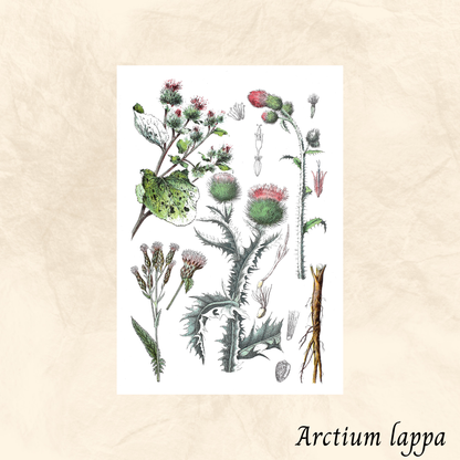 Bardane Poudre (Arctium lappa) séchée en vrac
