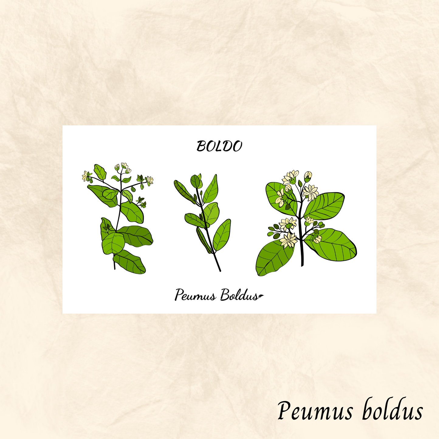 Boldo (Peumus boldus) séchée en vrac