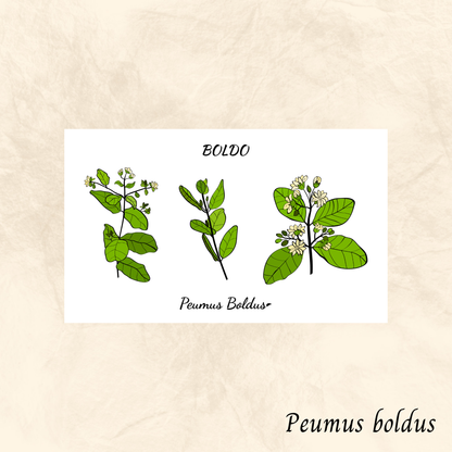 Boldo (Peumus boldus) séchée en vrac
