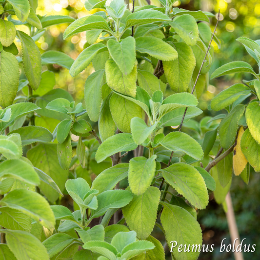 Boldo (Peumus boldus) séchée en vrac