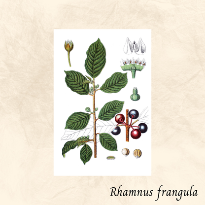 Bourdaine (Rhamnus frangula) séchée en vrac