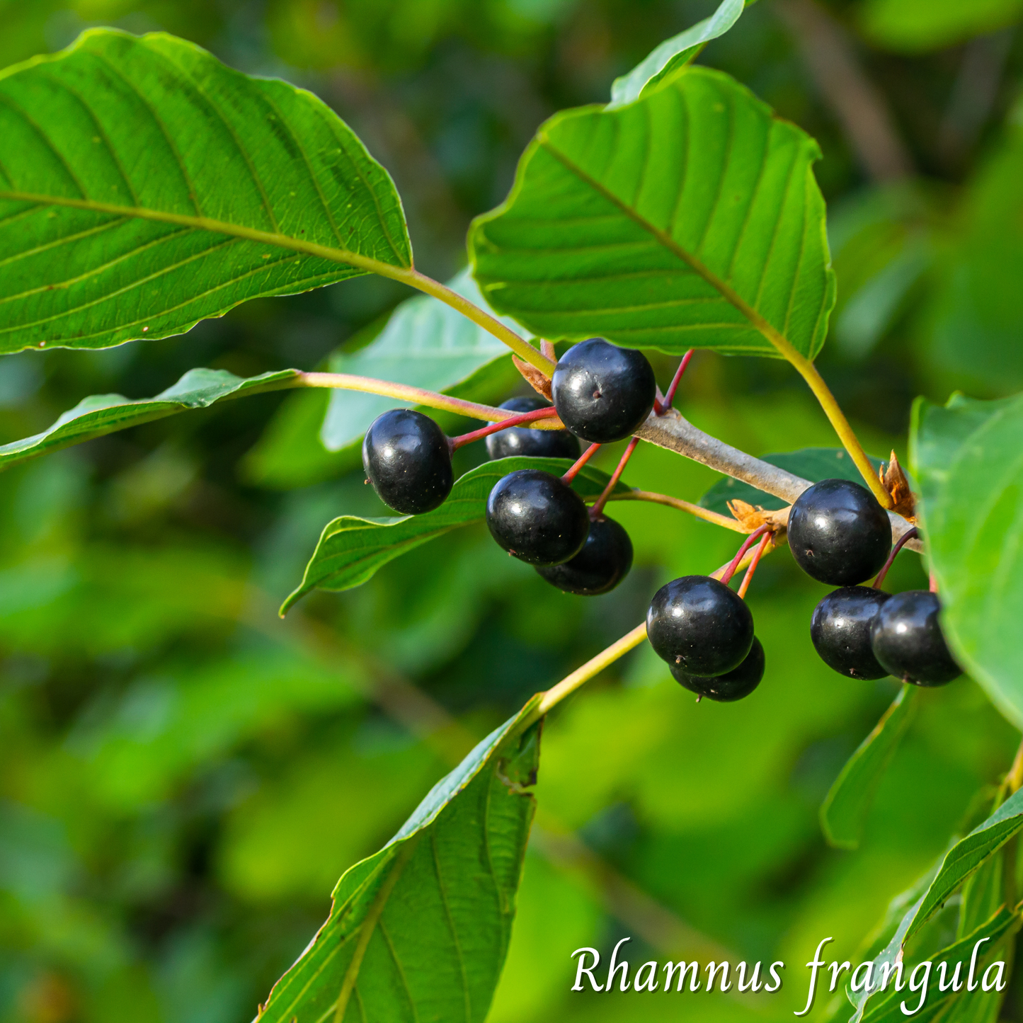 Bourdaine (Rhamnus frangula) séchée en vrac