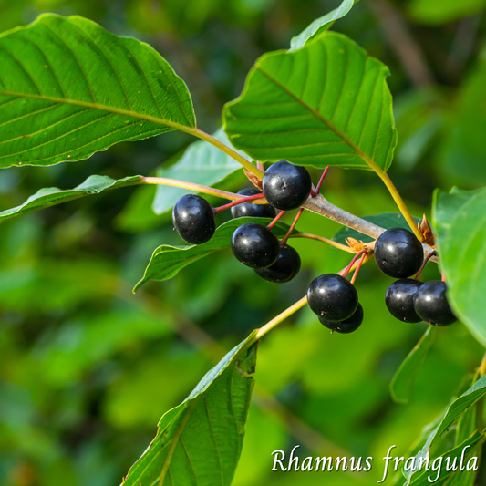 Bourdaine (Rhamnus frangula) séchée en vrac