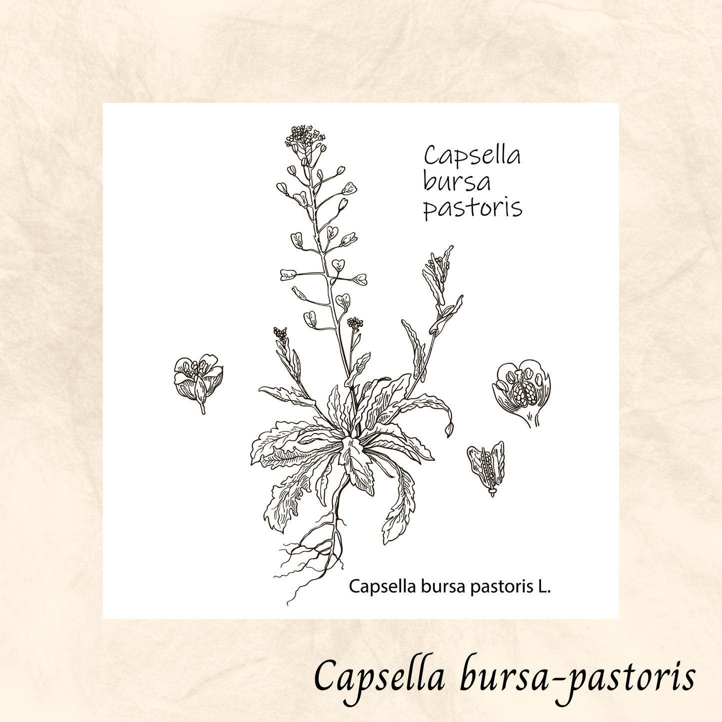 Bourse à pasteur (Capsella bursa-pastoris) séchée en vrac