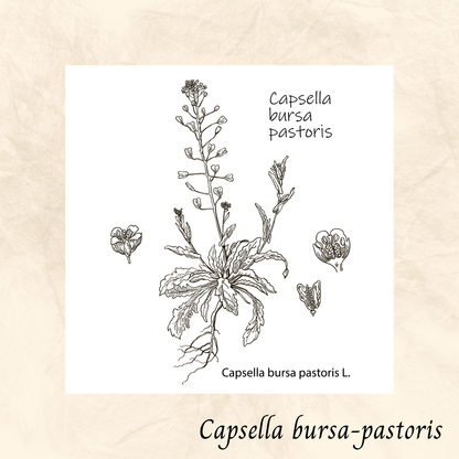 Bourse à pasteur (Capsella bursa-pastoris) séchée en vrac
