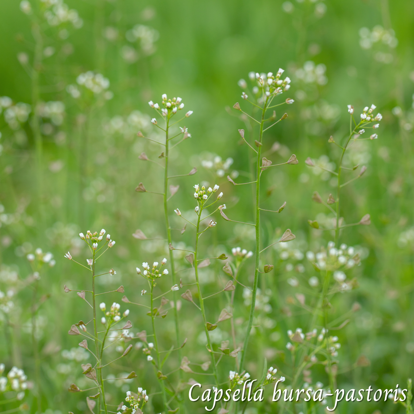 Bourse à pasteur (Capsella bursa-pastoris) séchée en vrac