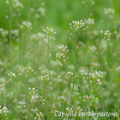 Bourse à pasteur (Capsella bursa-pastoris) séchée en vrac