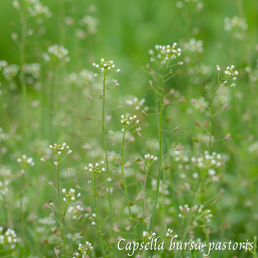 Bourse à pasteur (Capsella bursa-pastoris) séchée en vrac