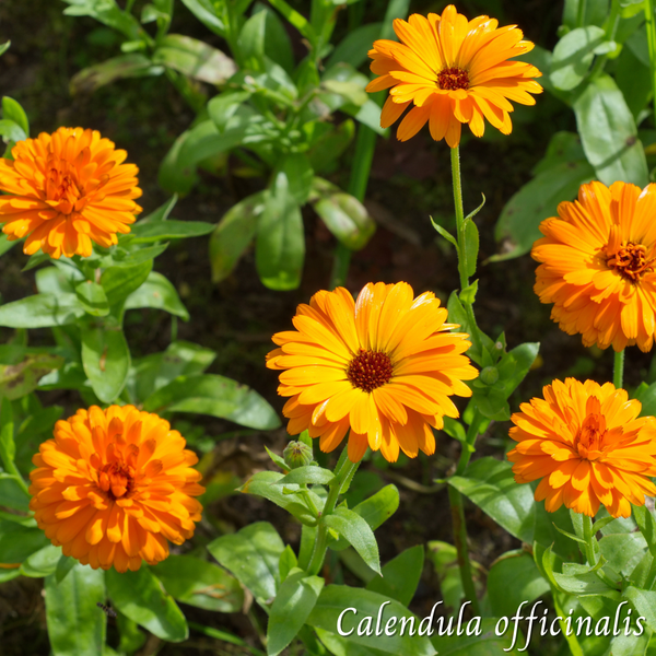 Calendula (Calendula officinalis) séchée en vrac