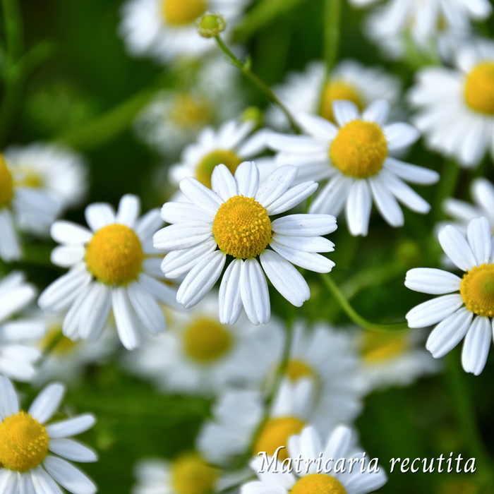 Camomille (Matricaria recutita) séchée en vrac