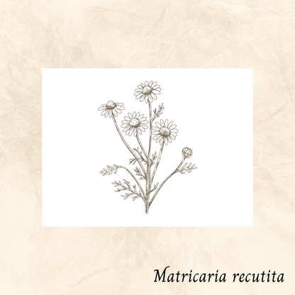 Camomille (Matricaria recutita) séchée en vrac