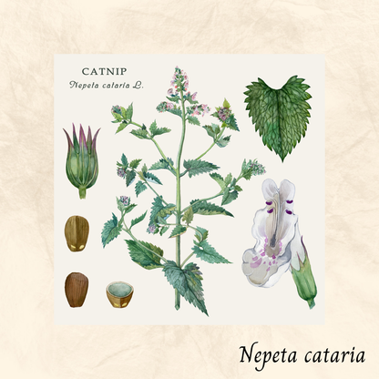 Cataire (Nepeta cataria) séchée en vrac