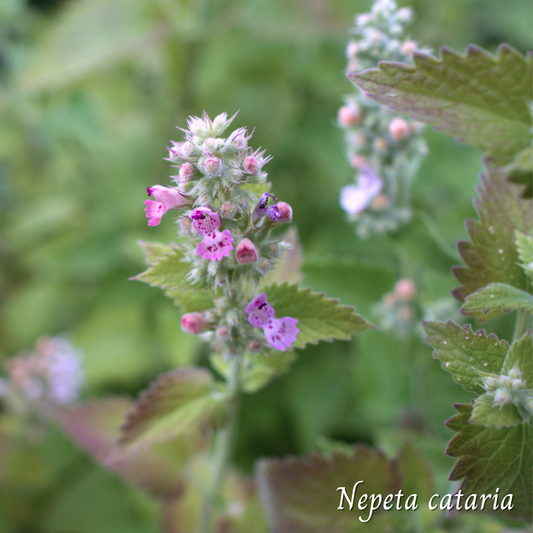 Cataire (Nepeta cataria) séchée en vrac