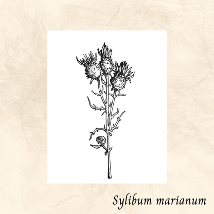 Chardon Marie Feuilles (Silybum marianum) séchée en vrac