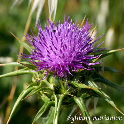 Chardon Marie Feuilles (Silybum marianum) séchée en vrac