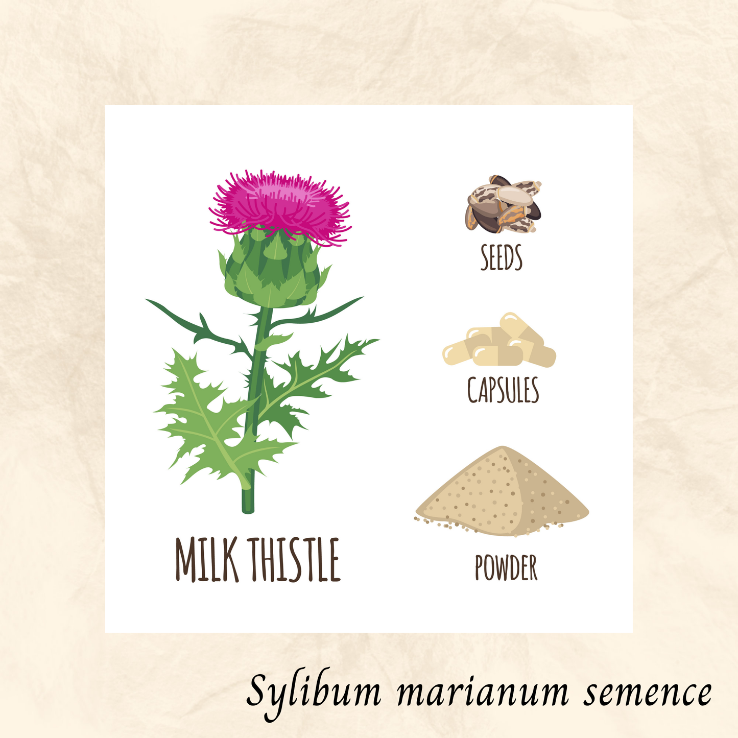 Chardon-Marie grains (Silybum marianum) séchée en vrac