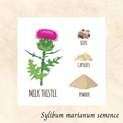 Chardon-Marie grains (Silybum marianum) séchée en vrac