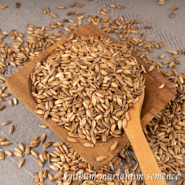 Chardon-Marie grains (Silybum marianum) séchée en vrac
