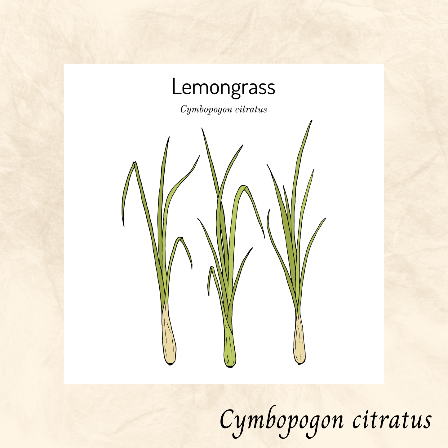 Citronnelle (Cymbopogon citratus) séchée en vrac