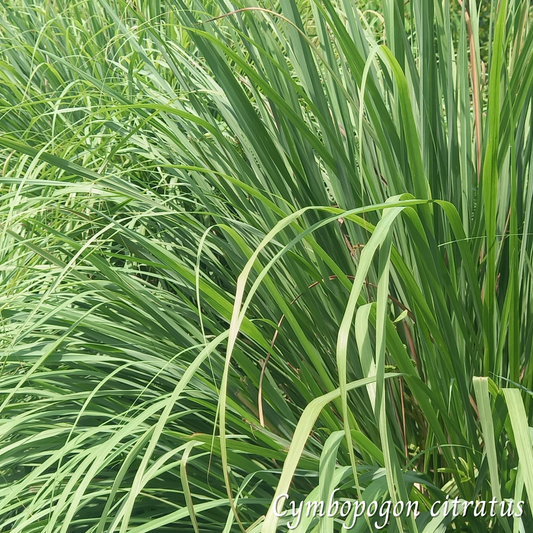 Citronnelle (Cymbopogon citratus) séchée en vrac
