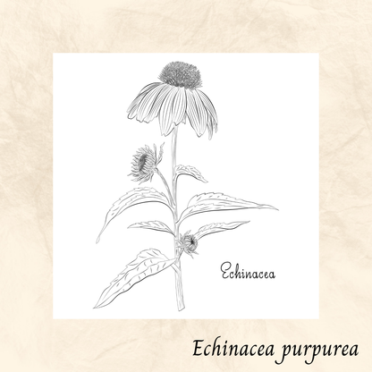 Échinacée (Echinacea purpurea) séchée en vrac