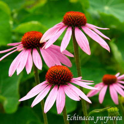 Échinacée (Echinacea purpurea) séchée en vrac