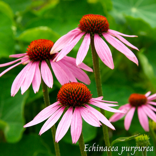 Échinacée (Echinacea purpurea) séchée en vrac