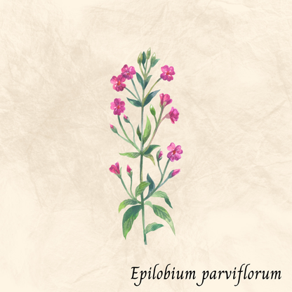 Epilobe à Petites Fleurs (Epilobium parviflorum) séchée en vrac