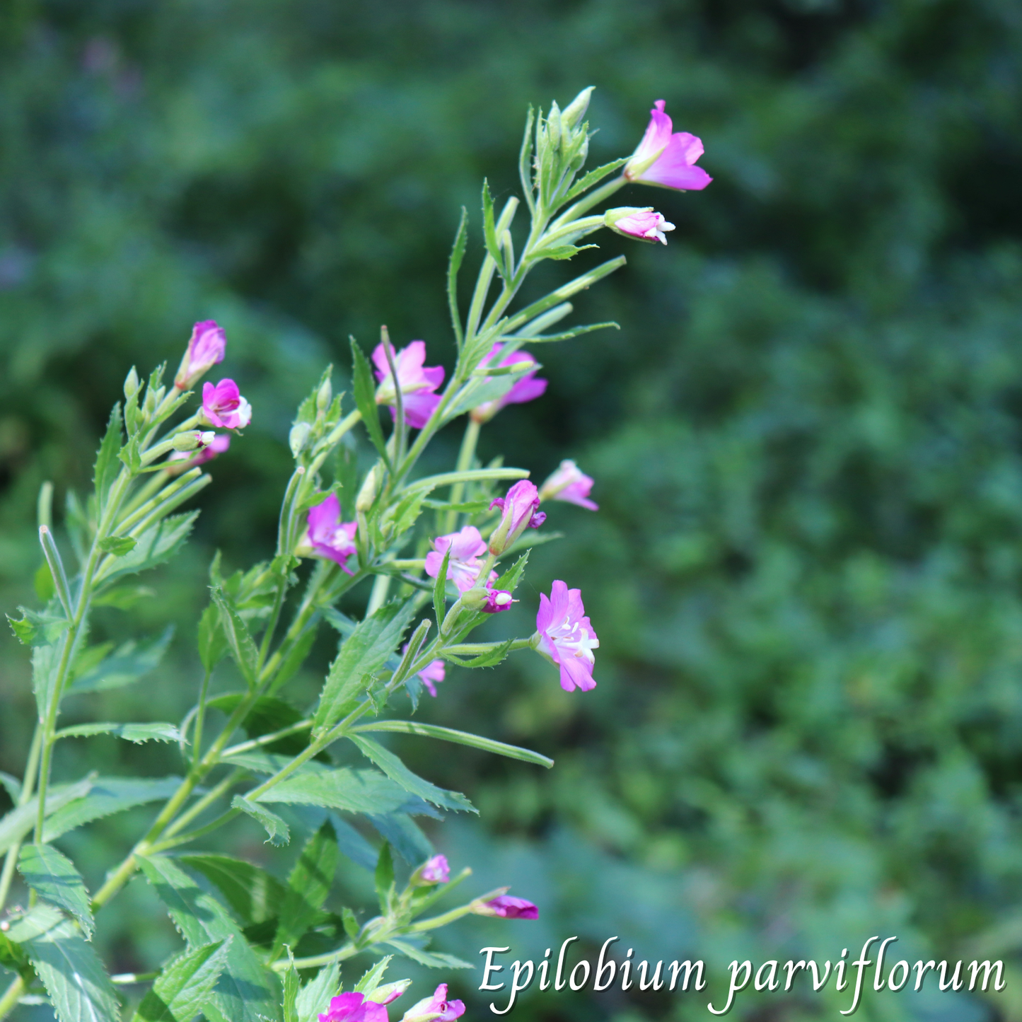 Epilobe à Petites Fleurs (Epilobium parviflorum) séchée en vrac