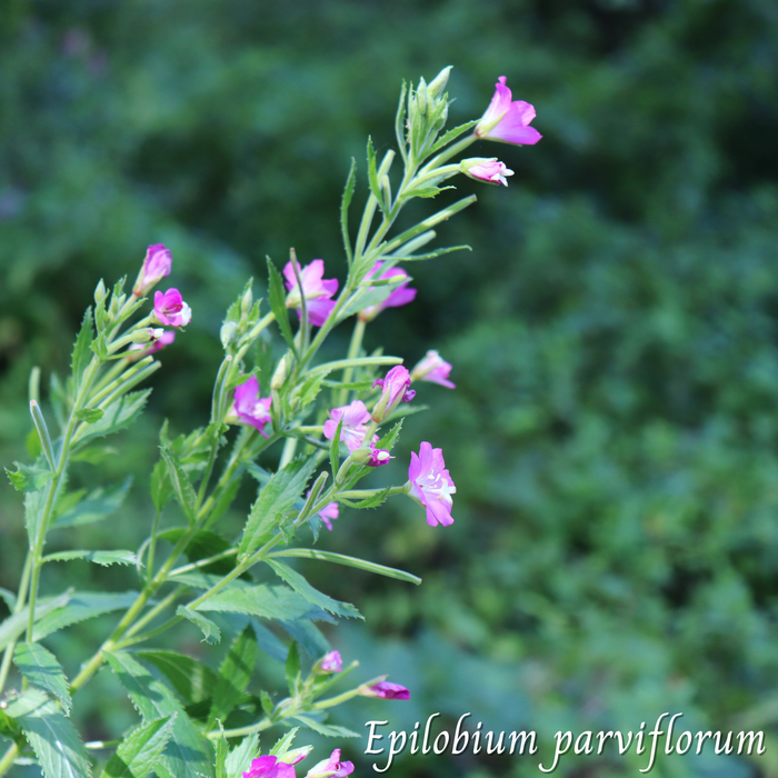 Epilobe à Petites Fleurs (Epilobium parviflorum) séchée en vrac