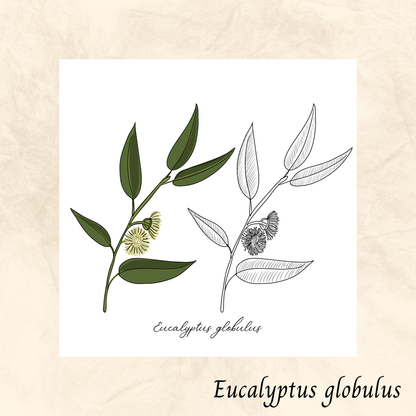 Eucalyptus (Eucalyptus globulus) séchée en vrac