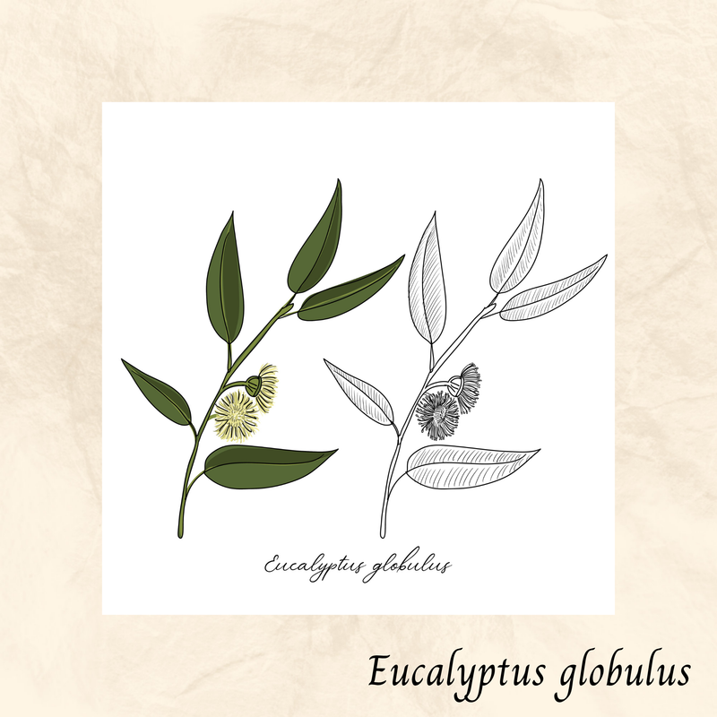 Eucalyptus globuleux