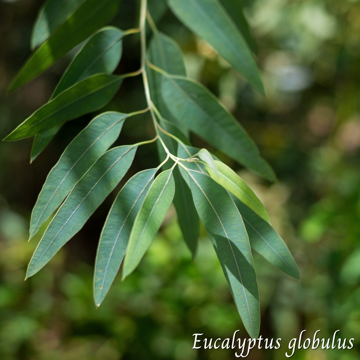 Eucalyptus (Eucalyptus globulus) séchée en vrac