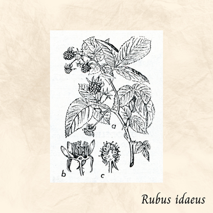 Framboisier (Rubus idaeus) séchée en vrac