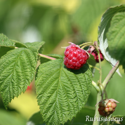 Framboisier (Rubus idaeus) séchée en vrac