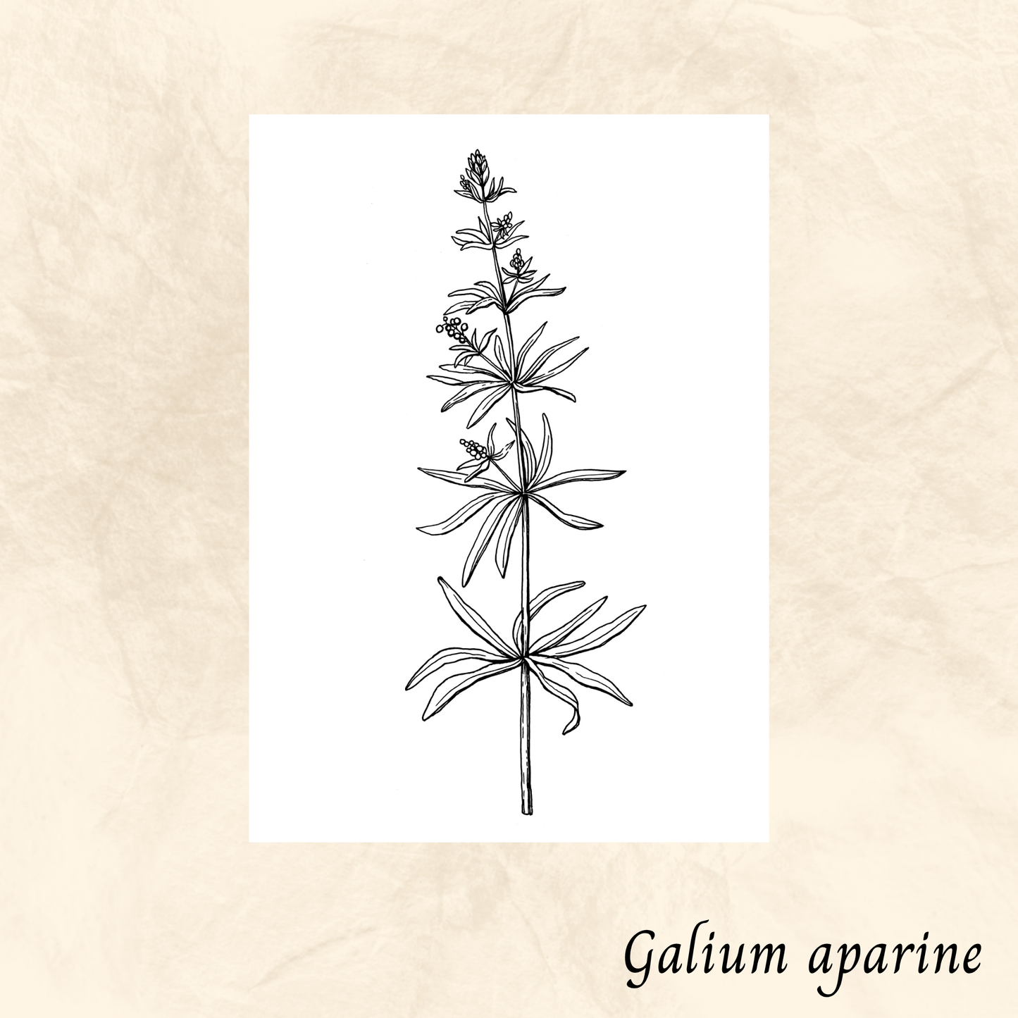 Gaillet (Galium aparine) séchée en vrac