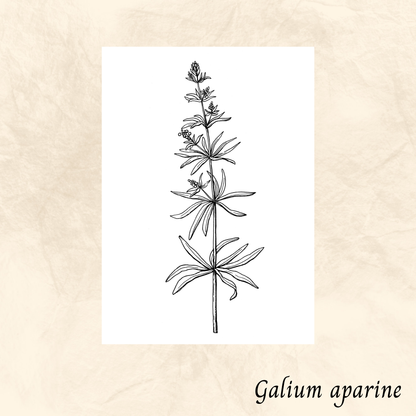 Gaillet (Galium aparine) séchée en vrac